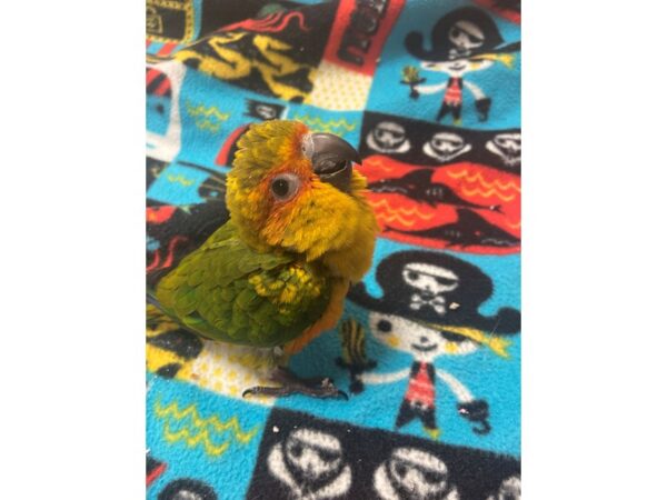 Sun Conure-BIRD---3126-Petland Norwin, PA