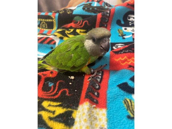 Senegal Parrot-BIRD-Male--3125-Petland Norwin, PA