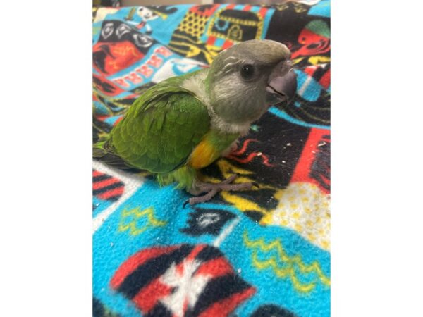 Senegal Parrot BIRD Female 3124 Petland Norwin, PA