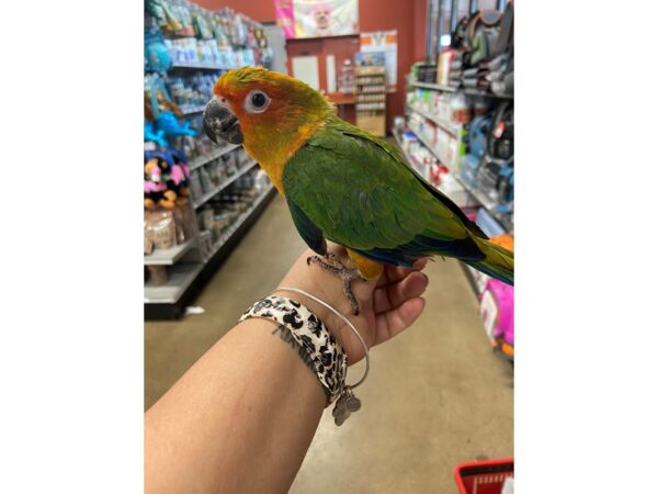 Sun Conure BIRD 3049 Petland Norwin, PA