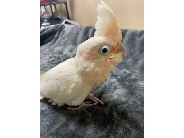 Goffin Cockatoo-BIRD-Male--3163-Petland Norwin, PA