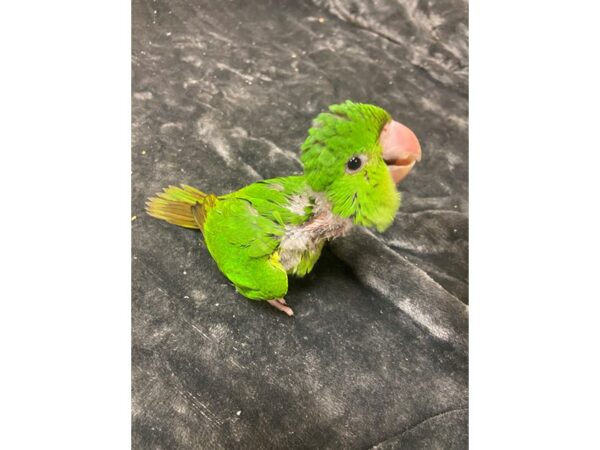 White Eye Conure BIRD 3169 Petland Norwin, PA