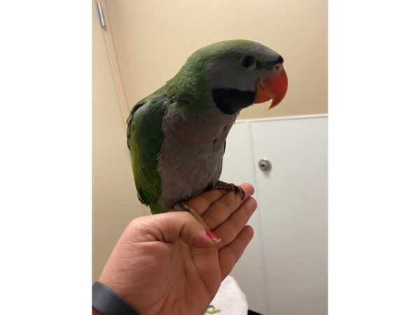 Derbyan Parakeet-BIRD-Male--3165-Petland Norwin, PA