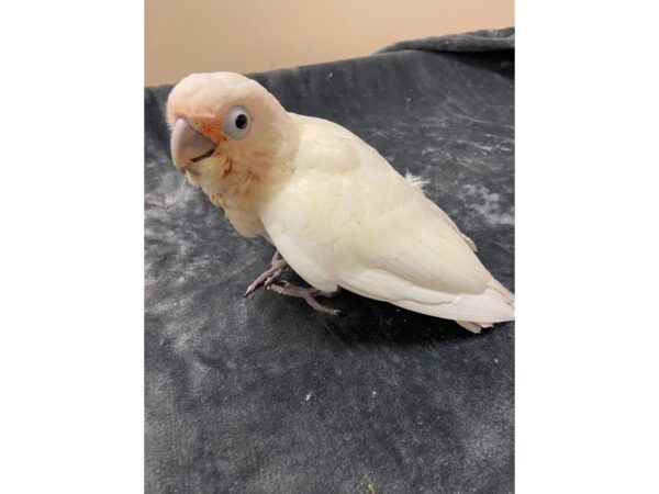 Goffin Cockatoo BIRD Female 3164 Petland Norwin, PA