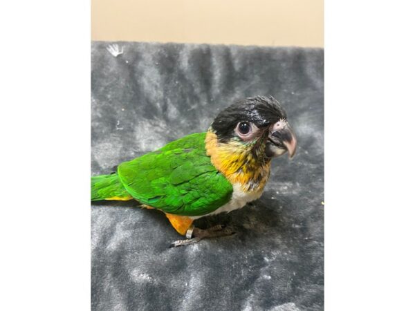 Black Headed Caique-BIRD---3160-Petland Norwin, PA