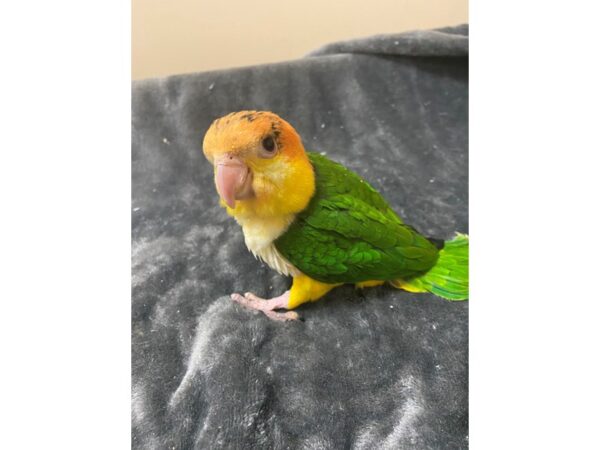 White Belly Caique-BIRD---3161-Petland Norwin, PA