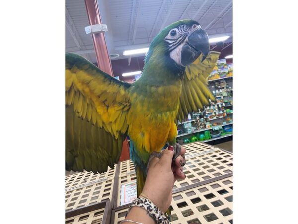 Miligold Macaw BIRD Female 3162 Petland Norwin, PA