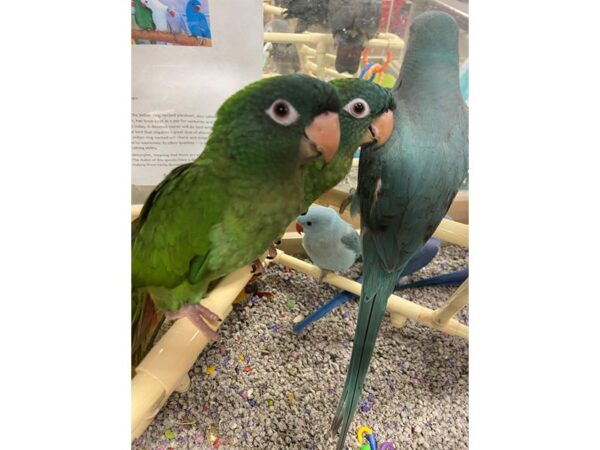 BLUE CROWN CONURE-BIRD---3170-Petland Norwin, PA