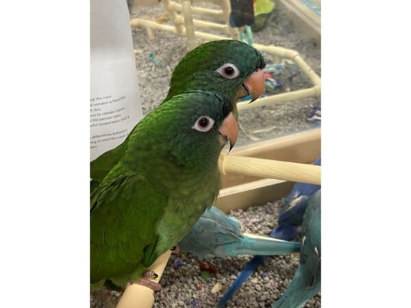 BLUE CROWN CONURE-BIRD---3171-Petland Norwin, PA