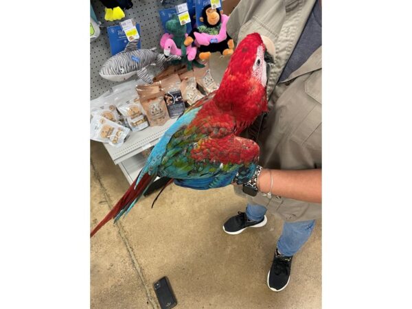 Green Wing Macaw BIRD 3187 Petland Norwin, PA