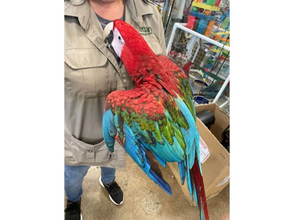 Green Wing Macaw BIRD 3186 Petland Norwin, PA