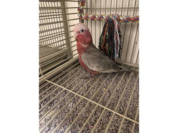 Rosebreasted Cockatoo-BIRD---3182-Petland Norwin, PA