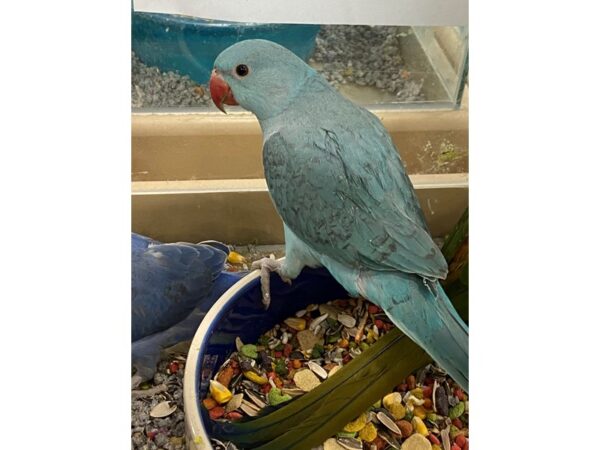 Blue Indian Ringneck-BIRD-Male--3179-Petland Norwin, PA