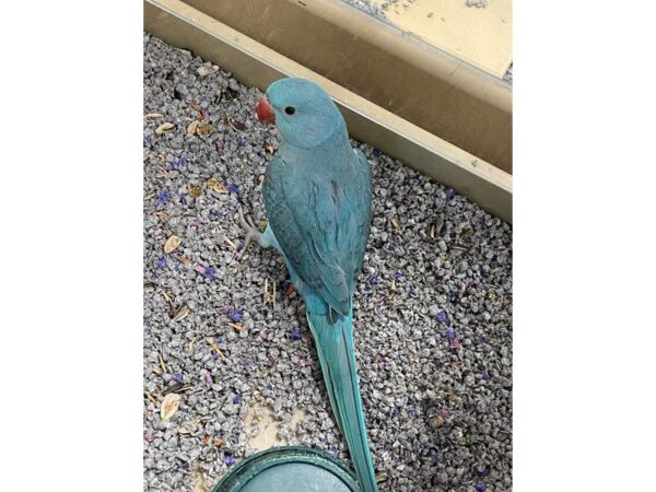 Blue Indian Ringneck-BIRD-Male--3175-Petland Norwin, PA