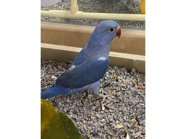 Violet Indian Ringneck BIRD Male 3174 Petland Norwin, PA