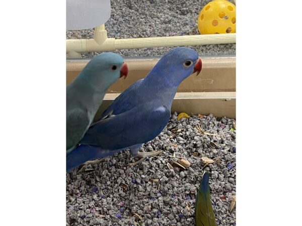 Violet Indian Ringneck-BIRD-Female--3172-Petland Norwin, PA