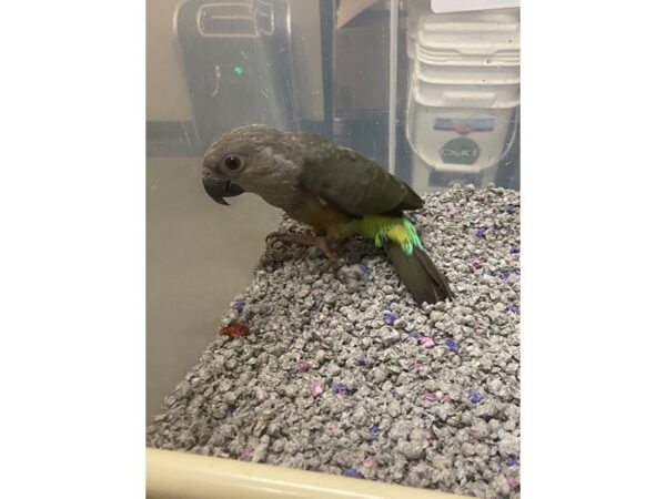 red belly parrot-BIRD---3185-Petland Norwin, PA