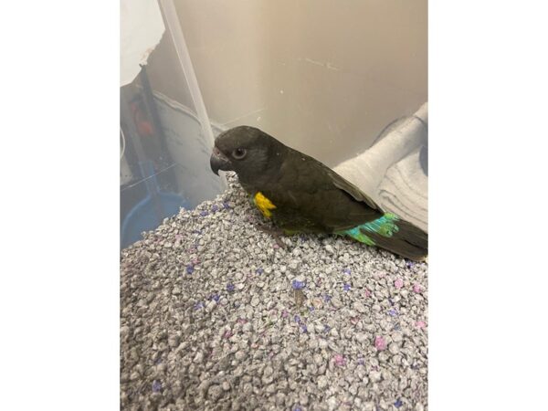 Myers Parrot-BIRD---3183-Petland Norwin, PA