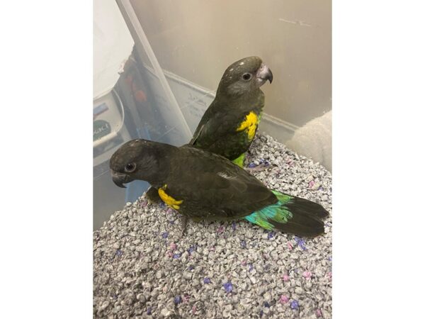 Myers Parrot-BIRD---3184-Petland Norwin, PA