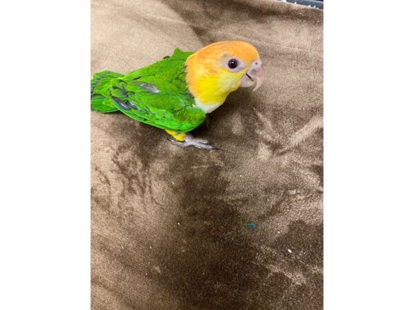 White Belly Caique BIRD 3191 Petland Norwin, PA