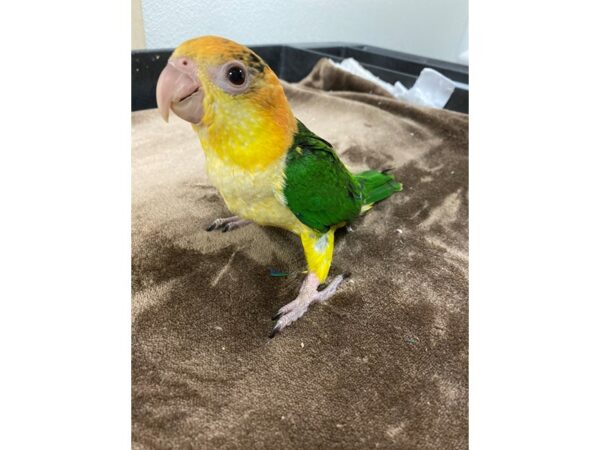 White Belly Caique-BIRD---3192-Petland Norwin, PA