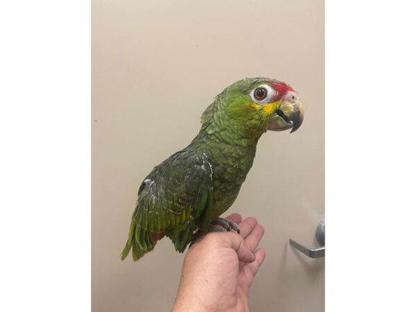 Red Lored Amazon-BIRD---3197-Petland Norwin, PA