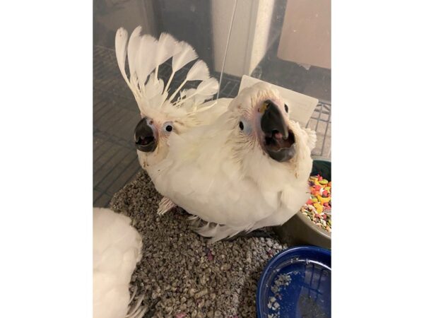 Umbrella Cockatoo BIRD 3196 Petland Norwin, PA