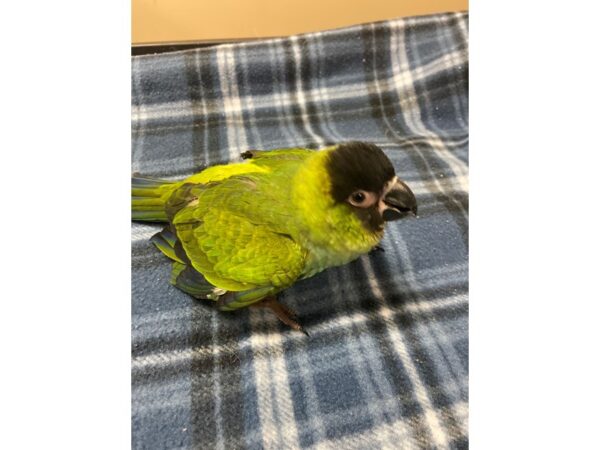 Nanday Conure-BIRD---3213-Petland Norwin, PA