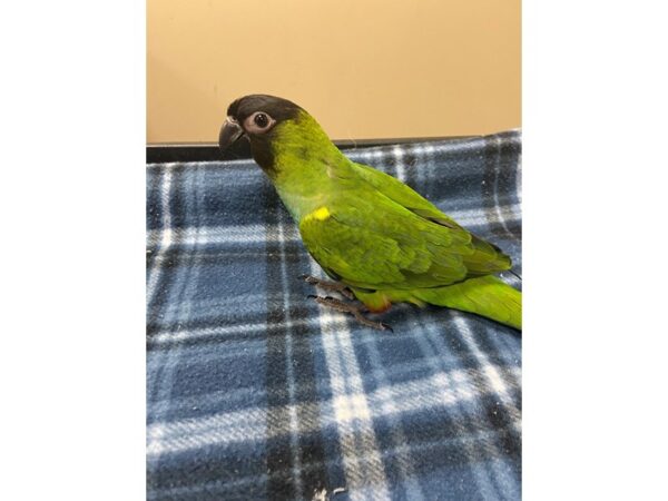 Nanday Conure-BIRD---3214-Petland Norwin, PA