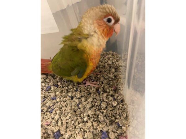 Pineapple Green Cheek Conure-BIRD---3206-Petland Norwin, PA