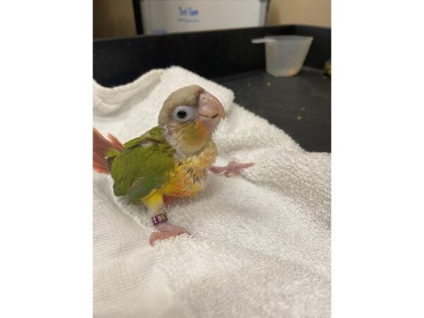 Pineapple Green Cheek Conure BIRD 3205 Petland Norwin, PA