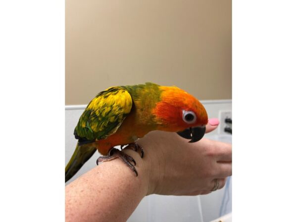 Sun Conure-BIRD---3216-Petland Norwin, PA