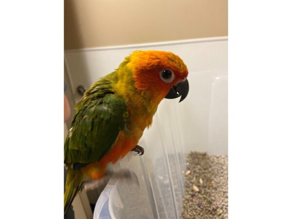 Sun Conure BIRD 3219 Petland Norwin, PA