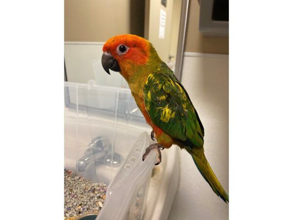 Sun Conure-BIRD---3215-Petland Norwin, PA