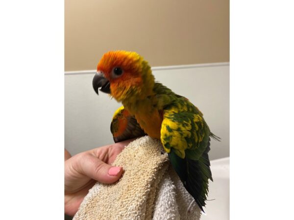 Sun Conure BIRD 3218 Petland Norwin, PA