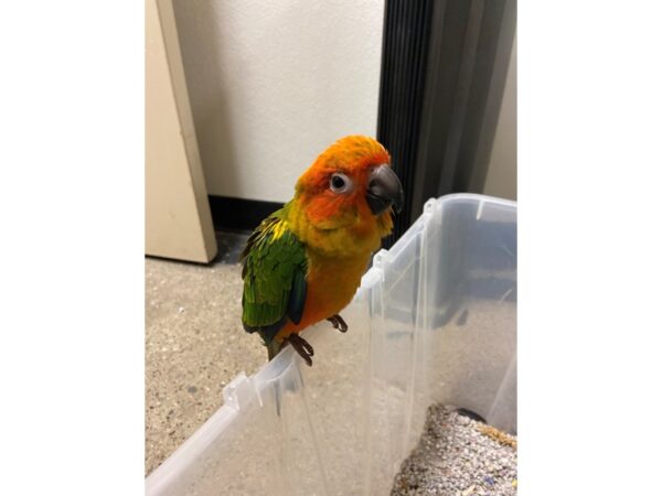 Sun Conure BIRD 3217 Petland Norwin, PA