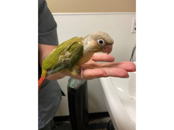 Cinnamon Green Cheek Conure BIRD 3203 Petland Norwin, PA