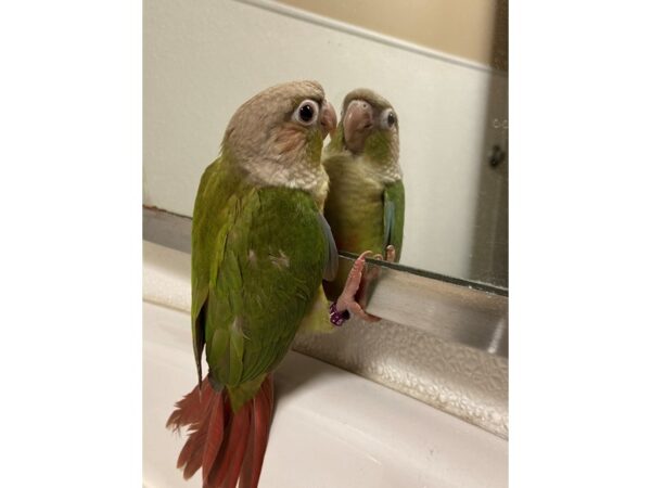 Cinnamon Green Cheek Conure-BIRD---3204-Petland Norwin, PA