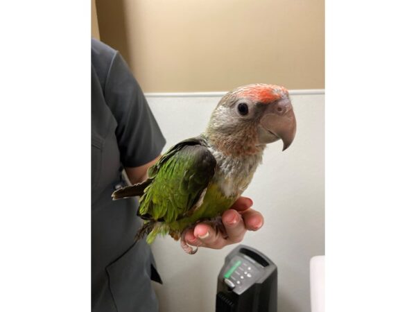 Cape Parrot BIRD 3199 Petland Norwin, PA