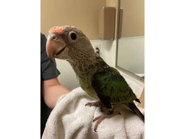 Cape Parrot BIRD 3198 Petland Norwin, PA