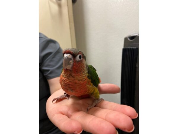 Yellow Sided Green Cheek Conure-BIRD---3201-Petland Norwin, PA