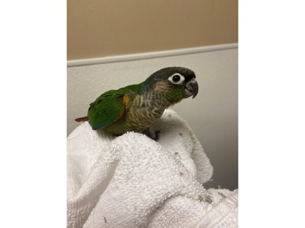 Green Cheek Conure BIRD 3209 Petland Norwin, PA