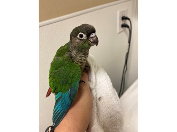 Green Cheek Conure-BIRD---3210-Petland Norwin, PA