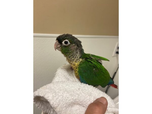 Yellow Sided Green Cheek Conure-BIRD---3200-Petland Norwin, PA