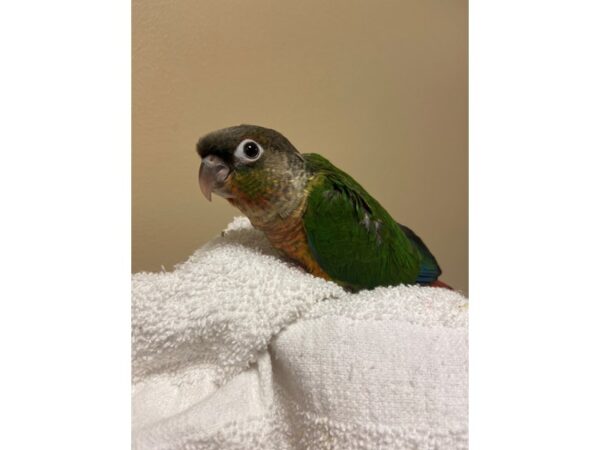 Yellow Sided Green Cheek Conure BIRD 3220 Petland Norwin, PA