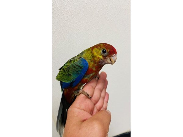 Eastern Rosella BIRD Male 3178 Petland Norwin, PA