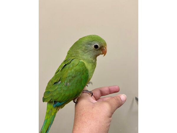 superb parrot BIRD 3177 Petland Norwin, PA