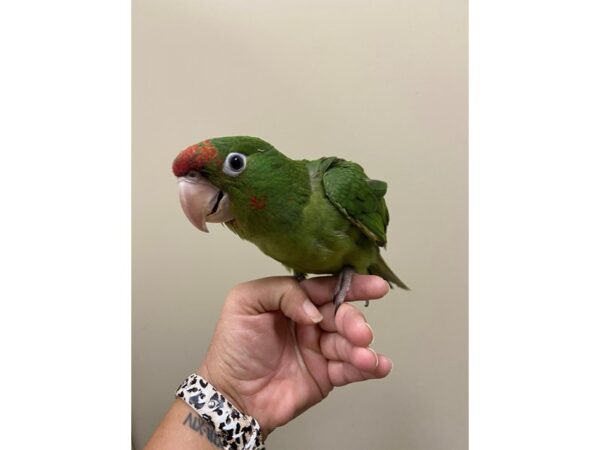 Mitred Conure BIRD 3189 Petland Norwin, PA