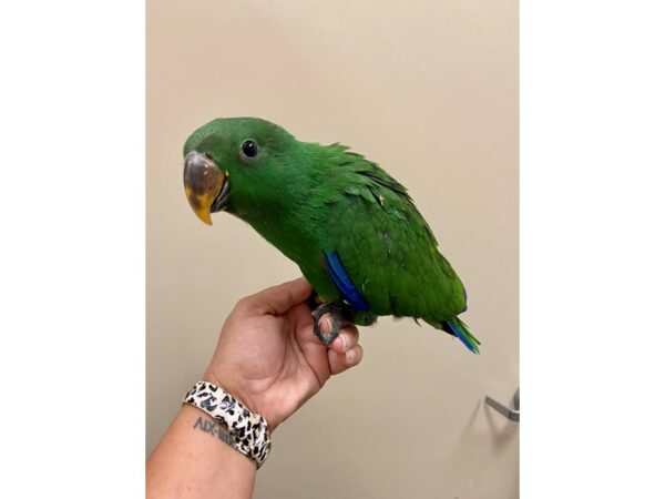 Eclectus-BIRD-Male--3190-Petland Norwin, PA