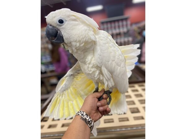 Mobrella Cockatoo BIRD 3193 Petland Norwin, PA